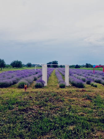 Lavanda la ghiveci an 4 mare [2]