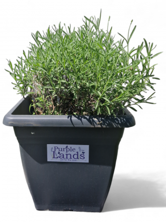 Flori de lavanda - Lavanda la ghiveci an 4 mare