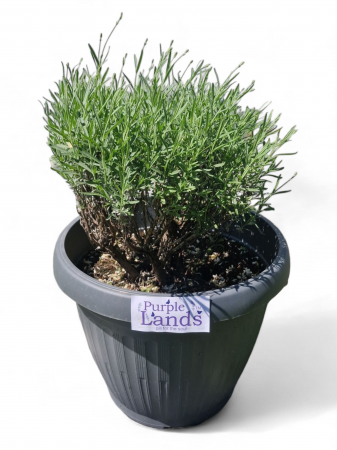 Flori de lavanda - Lavanda la ghiveci an 5 matura