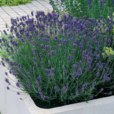Soiuri Speciale - Lavandă Munstead (Lavandula angustifolia 'Munstead') – Butași cu rădăcină nudă