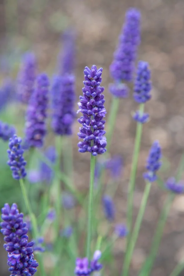 Soiuri Speciale - Lavandă Olimpia (Lavandula angustifolia 'Olimpia') – Butași cu rădăcină nudă