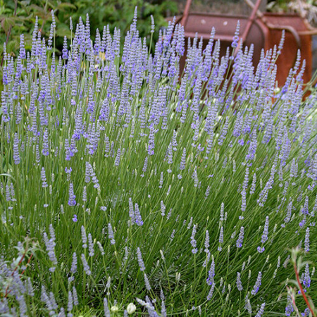 Soiuri Speciale - Lavandă Provence (Lavandula × intermedia 'Provence') – Butași cu rădăcină nudă