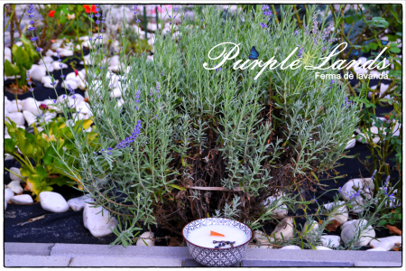 Lumanare parfumata din ceara de soia , ceara de cocos si ulei esential de lavanda [4]