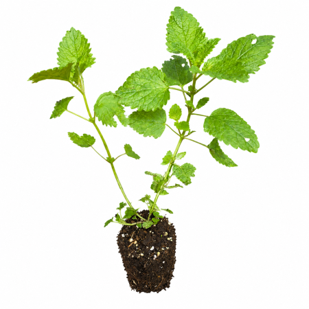 Melissa officinalis (Roinita) - Melissa officinalis (Roinita) -‘Quedlinburger Niederliegende