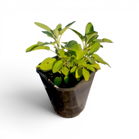PLANTE LA GHIVECI - Salvie Officinalis Gigant în ghiveci – plantă aromatică