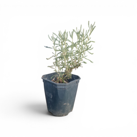 PLANTE LA GHIVECI - Santolina „Lavandă Galbenă” în ghiveci – plantă aromatică ornamentală | Purple Lands