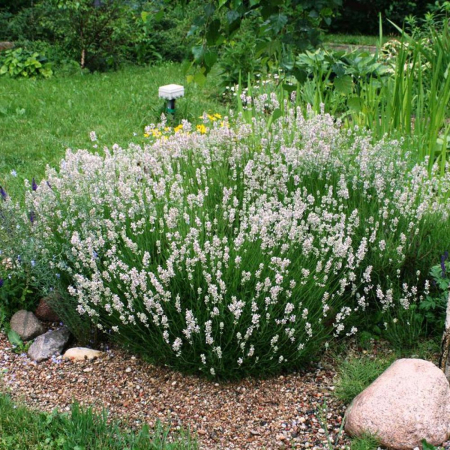 Soiuri Speciale - X intermedia Edelweiss - Lavandă Albă – Butași cu rădăcină nudă