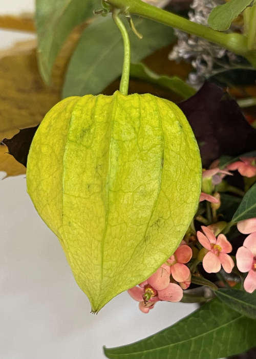 Aranjament floral de toamna euphorbia si lampioane [2]