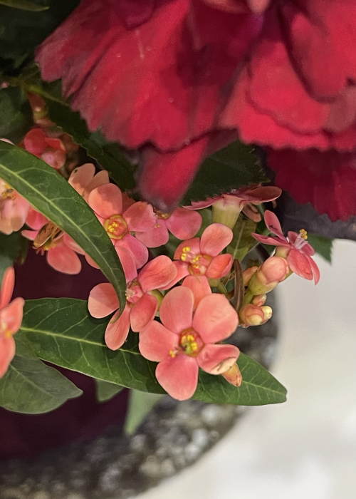 Aranjament floral de toamna euphorbia si lampioane [3]