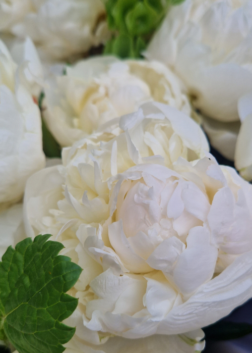 Buchet clasic si rafinat din bujori albi si delphinium alb [4]