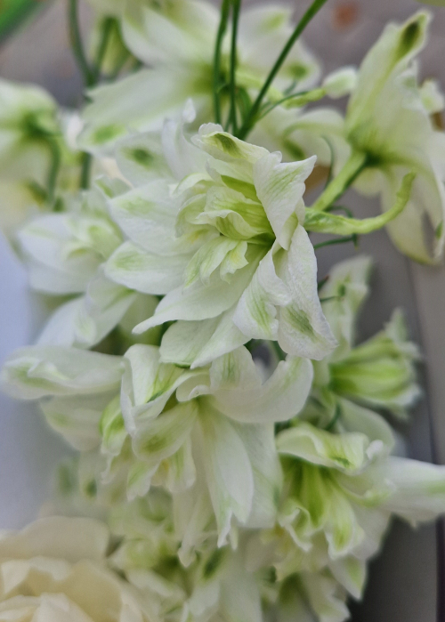 Buchet clasic si rafinat din bujori albi si delphinium alb [5]