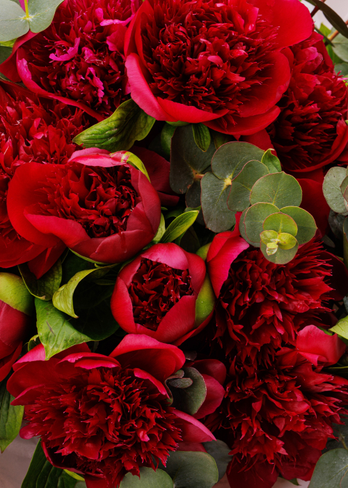 Buchet de bujori grena parfumati romanesti [5]