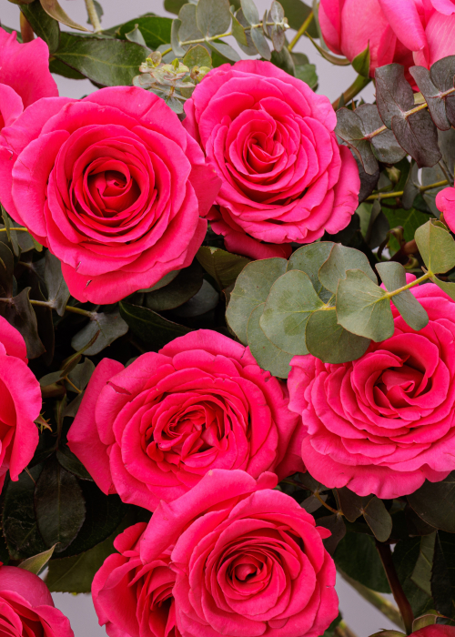 Buchet de trandafiri magenta cu eucalipt [2]