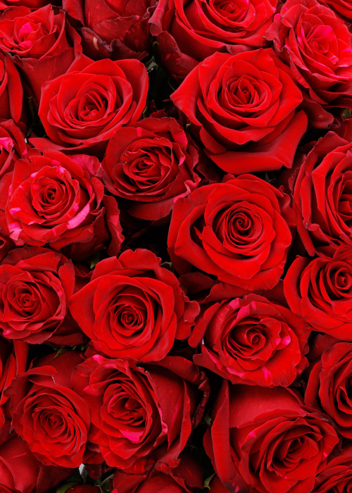 Buchet de trandafiri rosii 51 de fire [5]