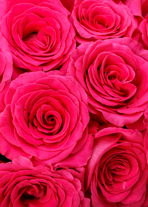 Buchet trandafiri Pink Floyd [6]