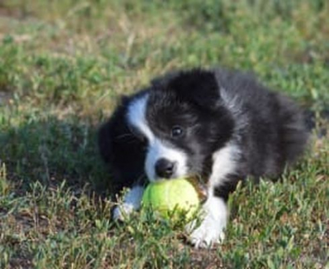 Minge dog comets din cauciuc natural culoare verde, marime S [2]