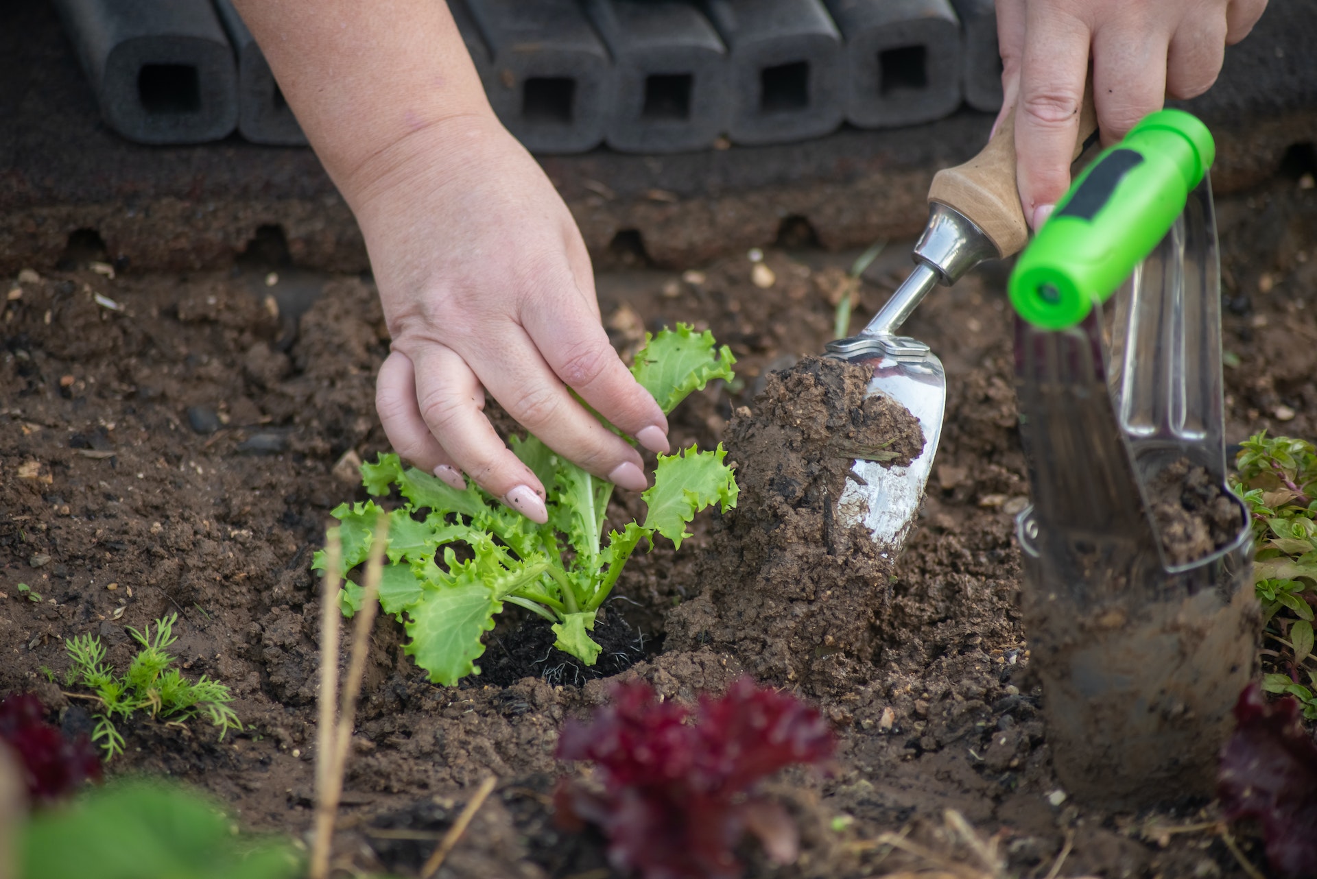 6 moduri de a alege echipamentul și uneltele potrivite pentru grădinărit