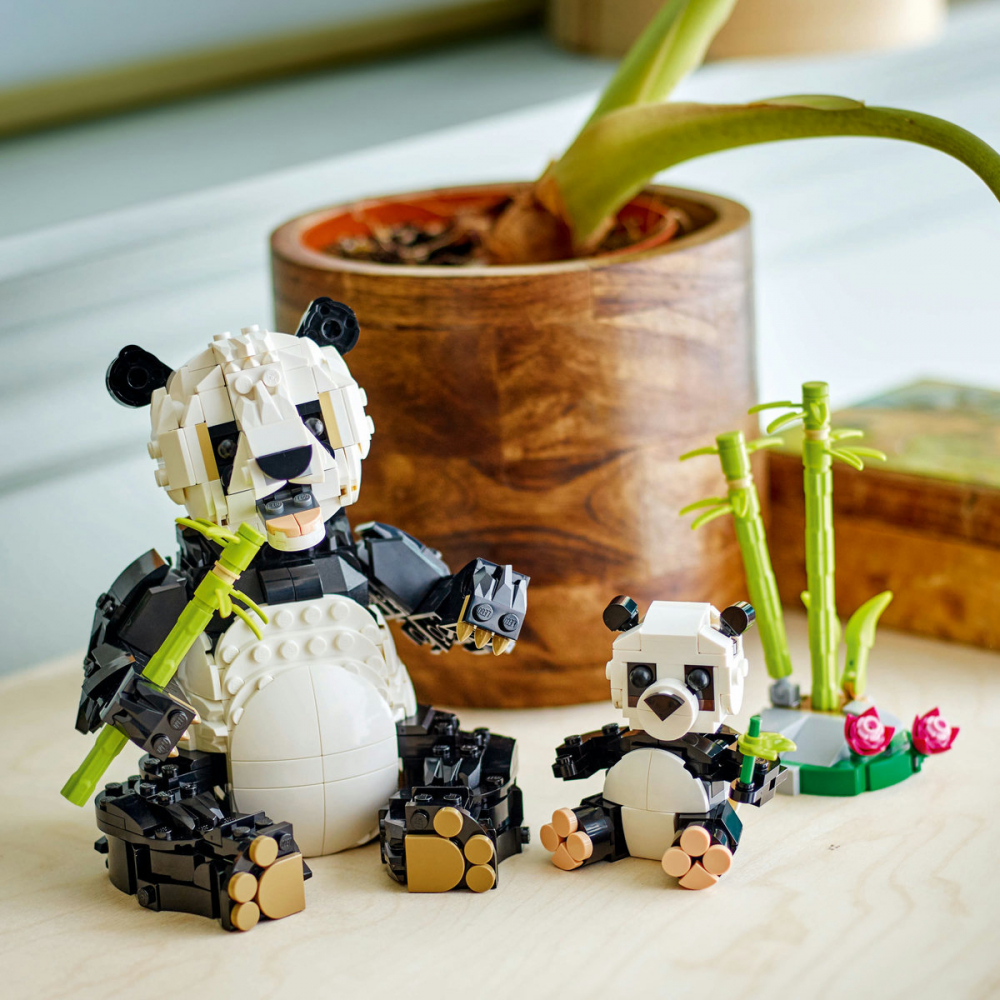 Animale salbatice: Familia de ursi panda [8]