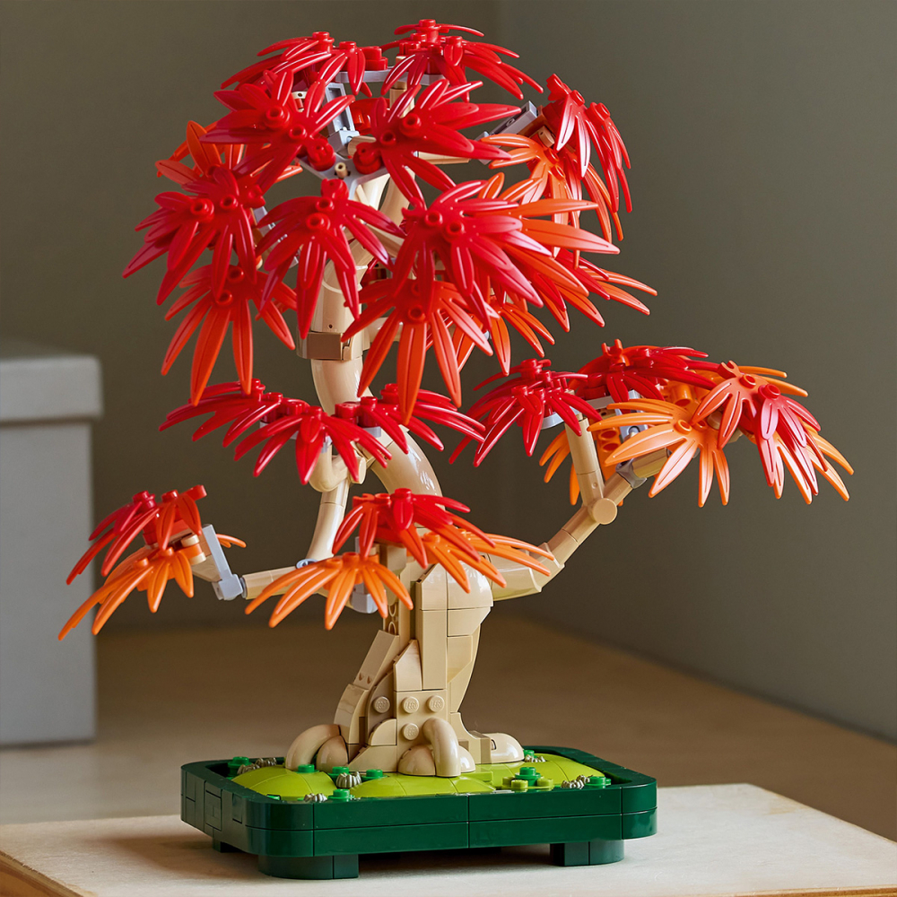 Bonsai de artar japonez rosu [3]