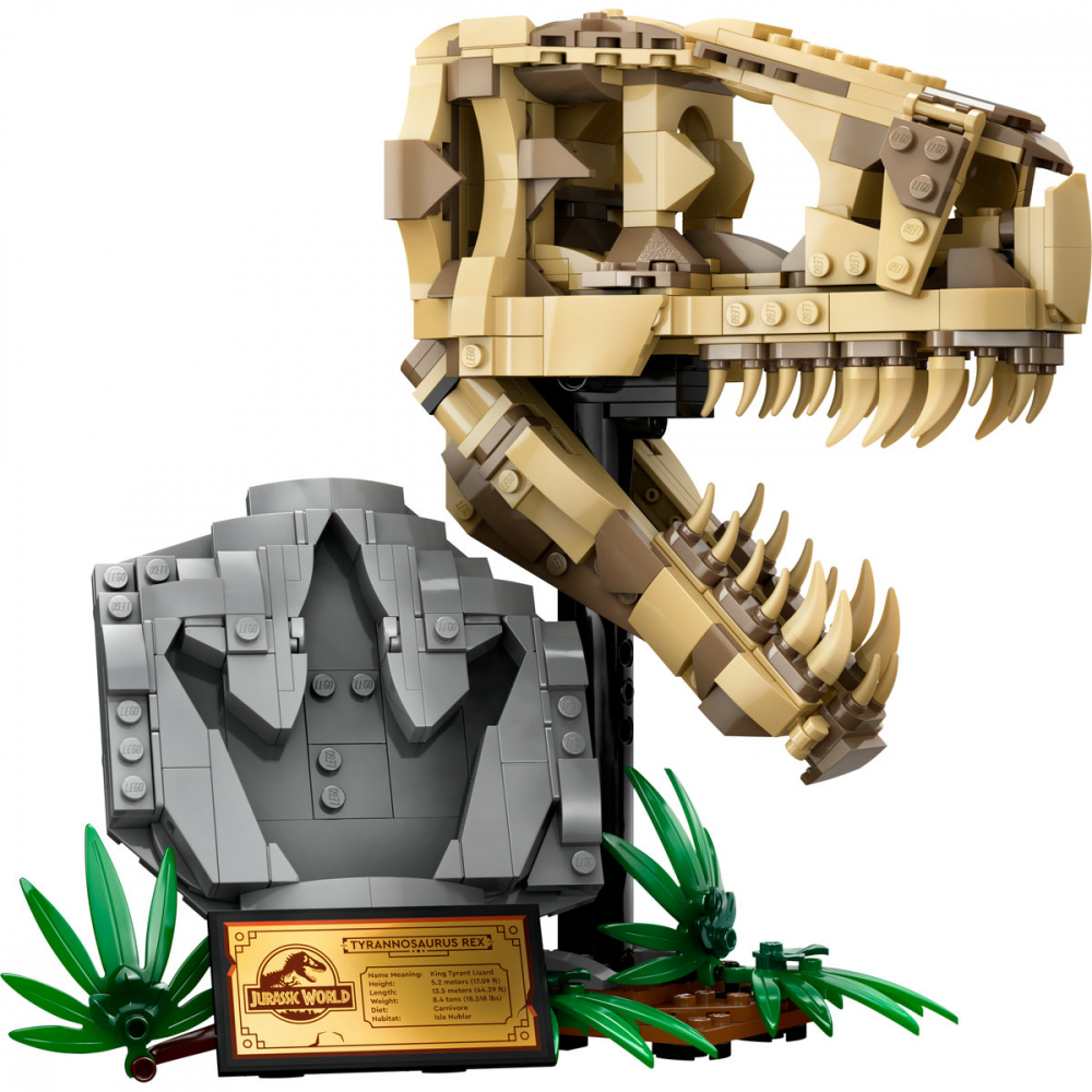 Fosile de dinozaur: craniu de T.rex [7]