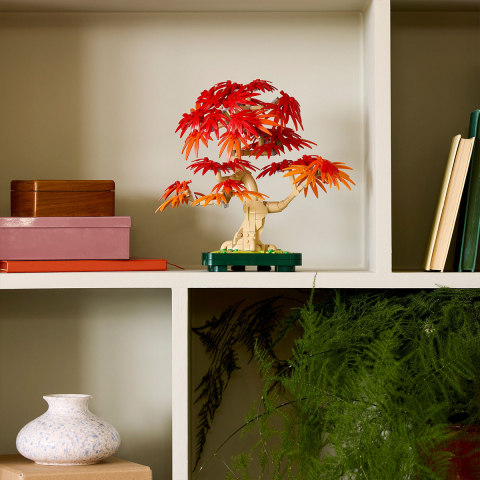 Bonsai de artar japonez rosu [7]