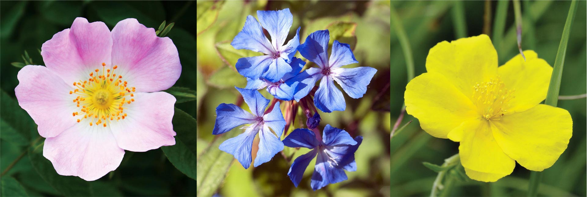 Lista completă a Remediilor Florale Bach - Alege remediile potrivite pentru tine!