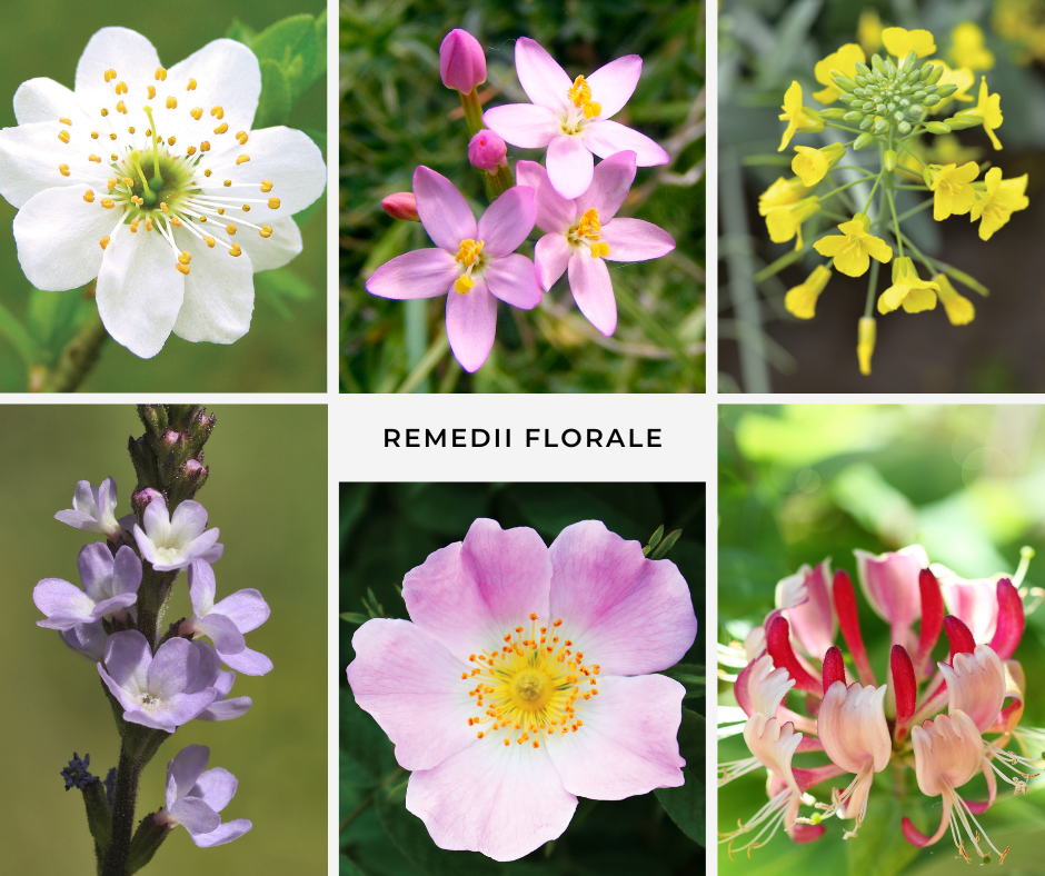 Descrierea celor 38 de Remedii Florale Bach – Găsește exact ce ți se potrivește