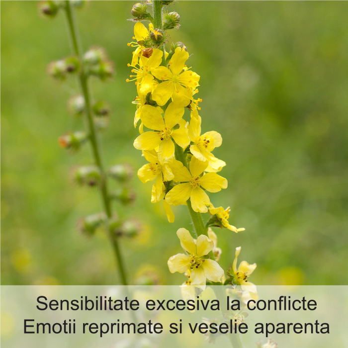 Agrimony 20 ml [2]