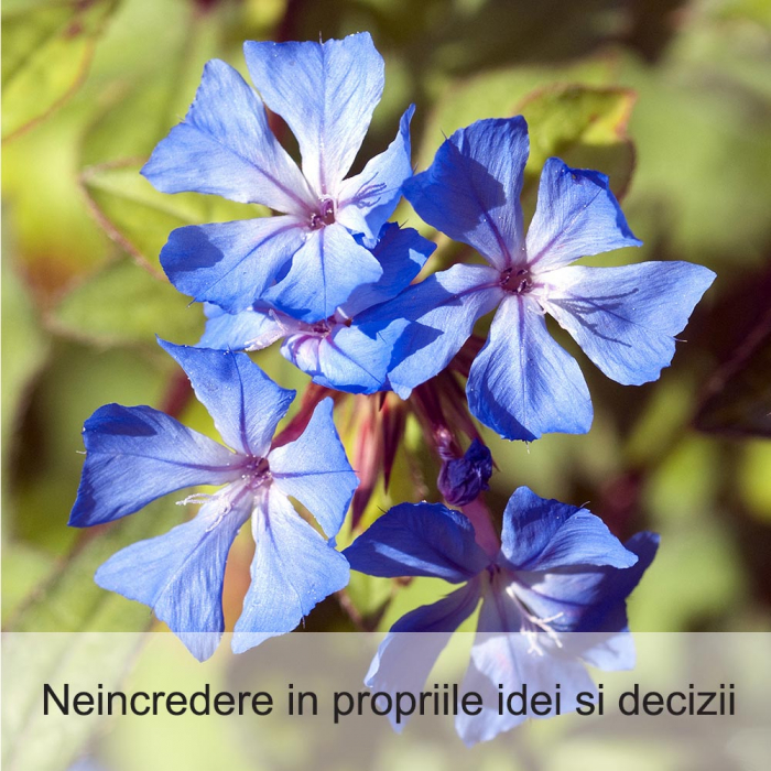 Cerato 20 ml [2]