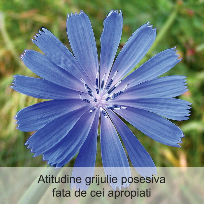 Chicory 20 ml [2]