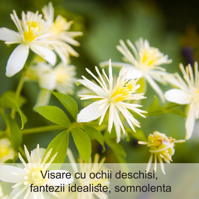 Clematis 20 ml [2]