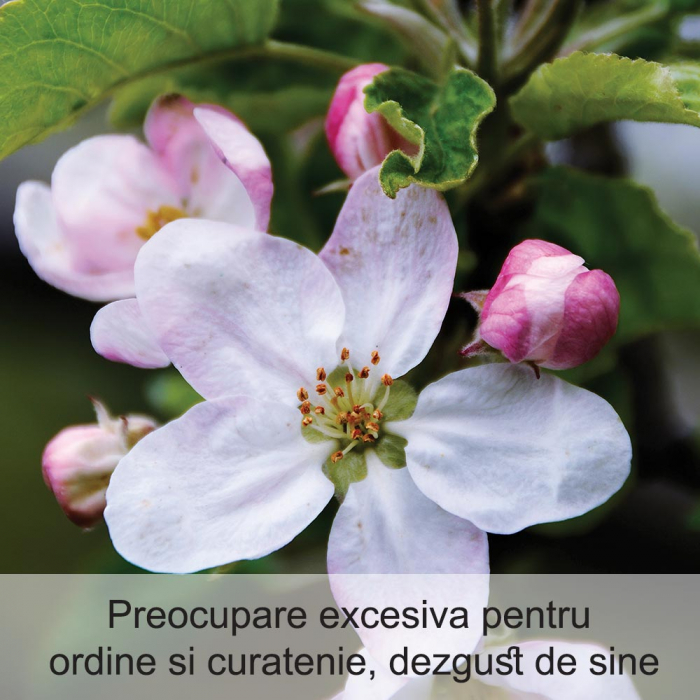 Crab Apple 20 ml [2]