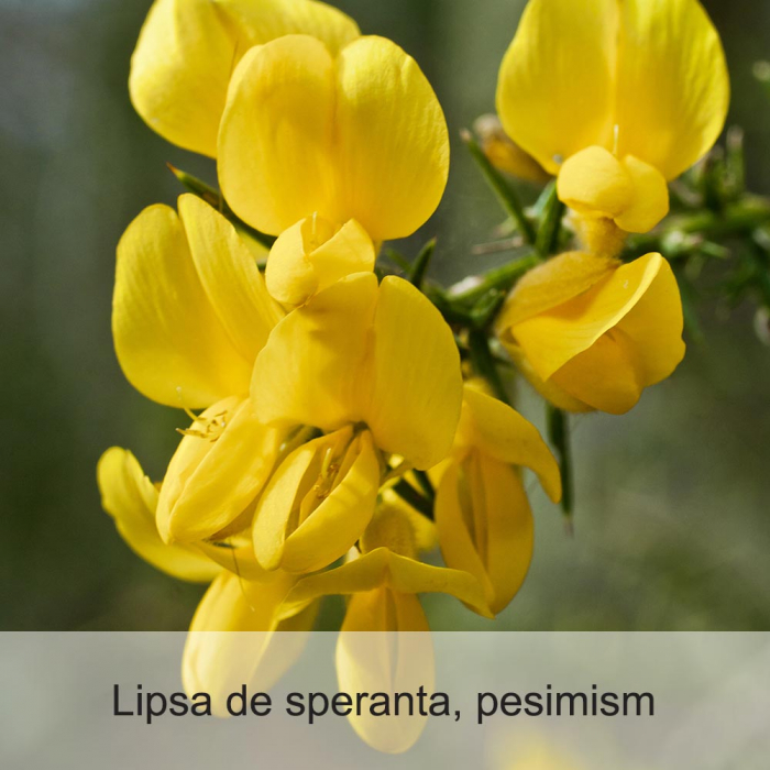 Gorse 20 ml [2]