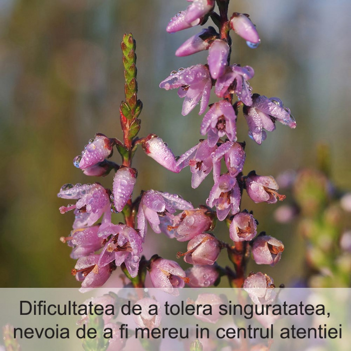 Heather 20 ml [2]
