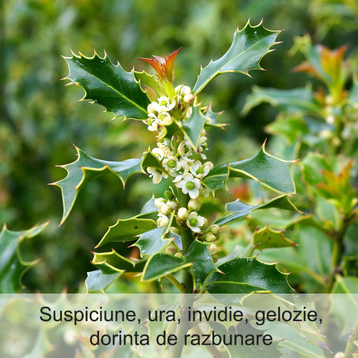 Holly 20 ml [2]