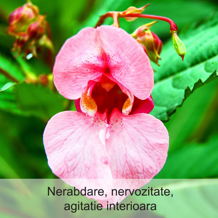 Impatiens 20 ml [2]
