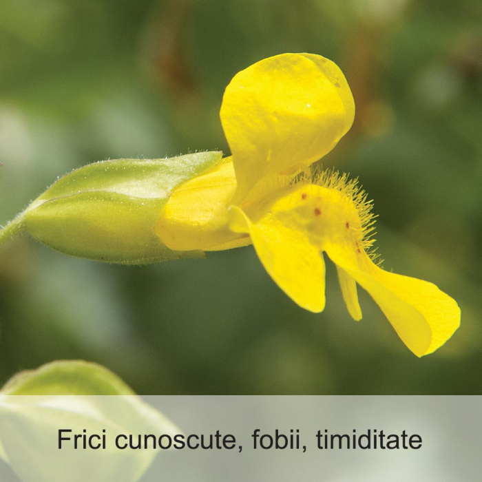 Mimulus 20 ml [2]