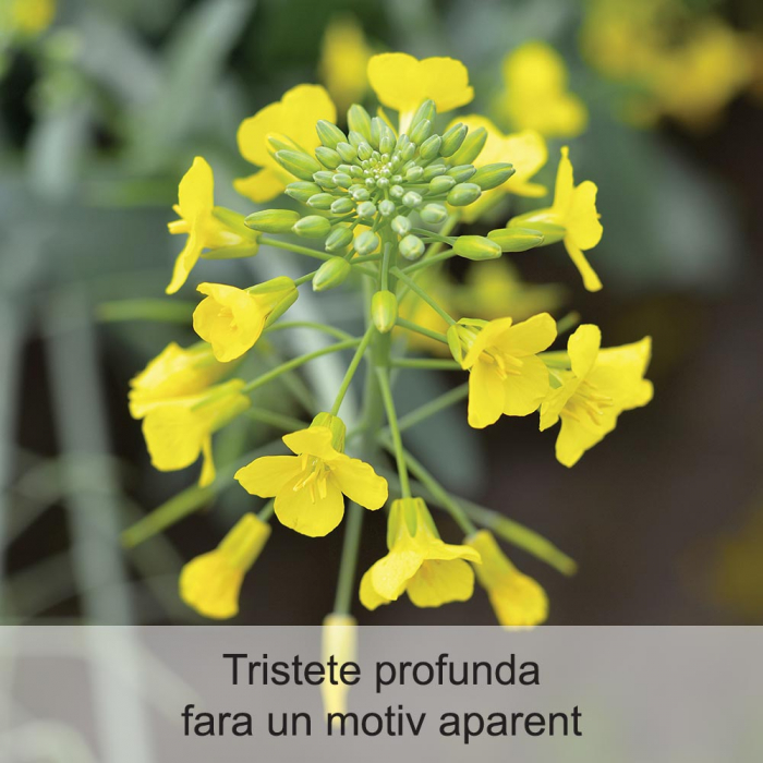 Mustard 20 ml [2]
