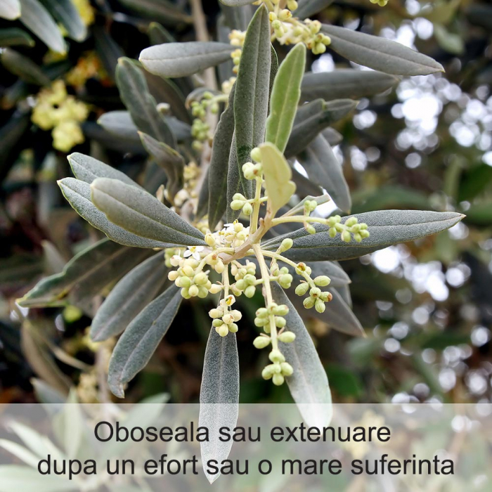 Olive 20 ml [2]