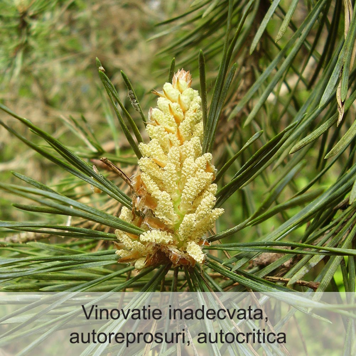 Pine 20 ml [2]