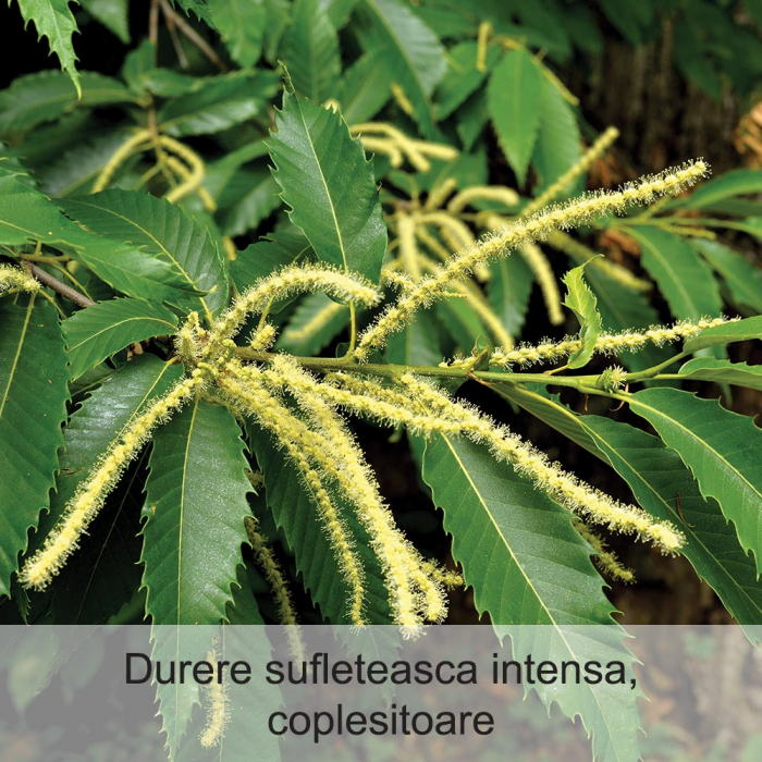 Sweet Chestnut 20 ml [2]