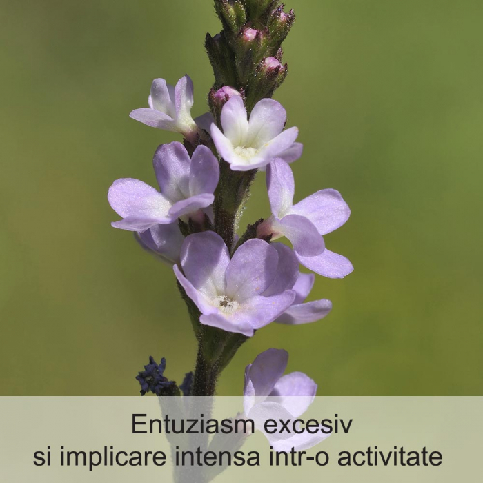 Vervain 20 ml [2]