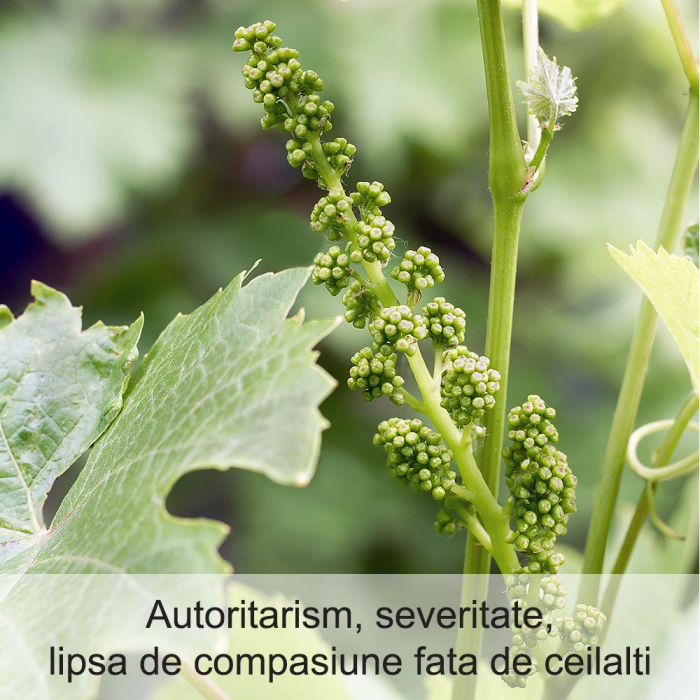 Vine 20 ml [2]