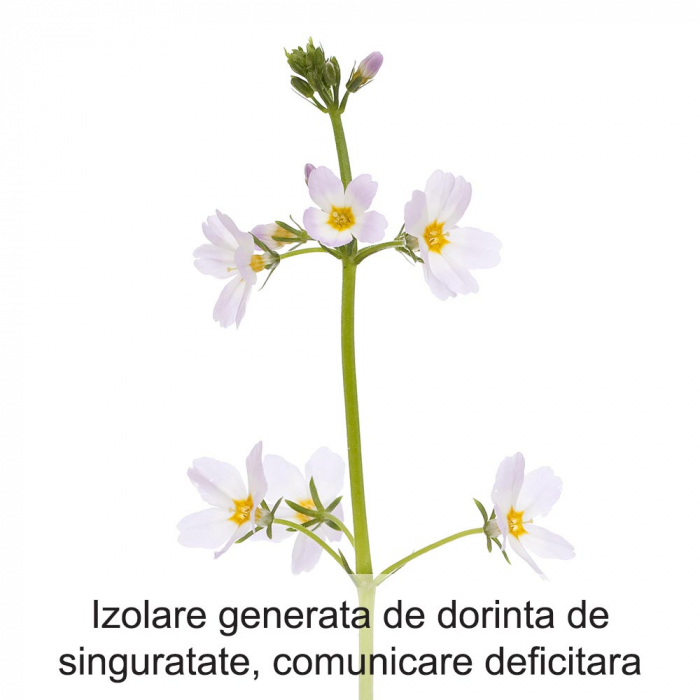 Water Violet 20 ml [2]