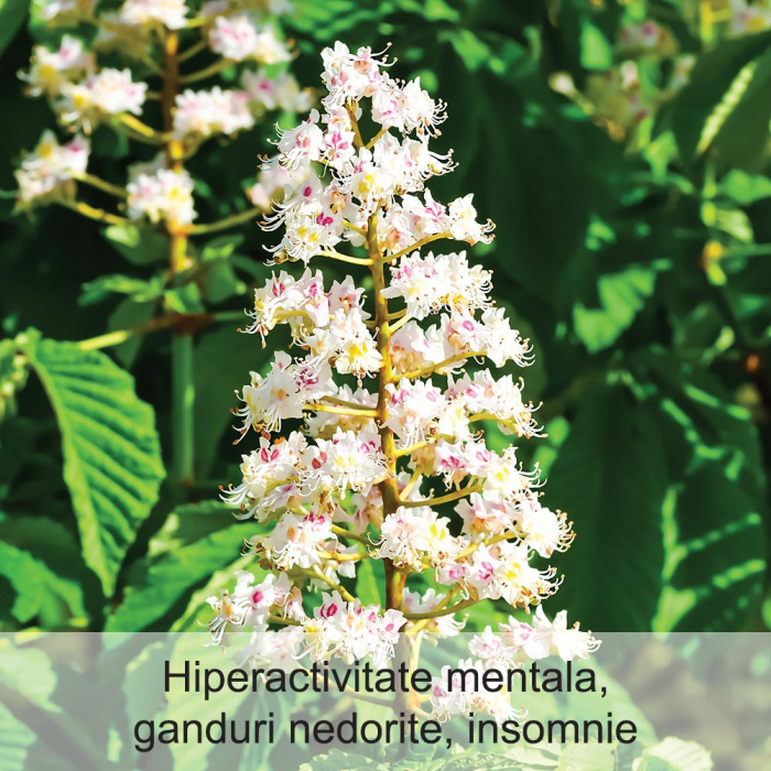 White Chestnut 20 ml [2]