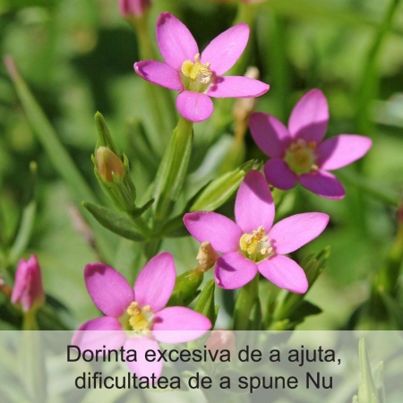 Centaury 20 ml [1]
