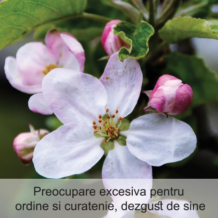 Crab Apple 20 ml [1]
