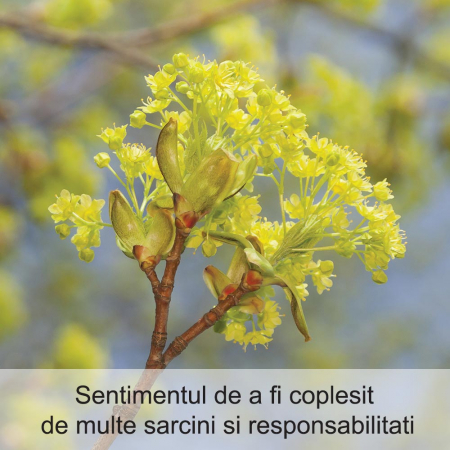 Elm 20 ml [1]