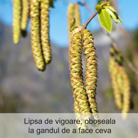 Hornbeam 20 ml [1]