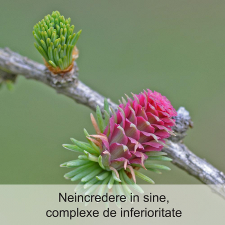 Larch 20 ml [1]